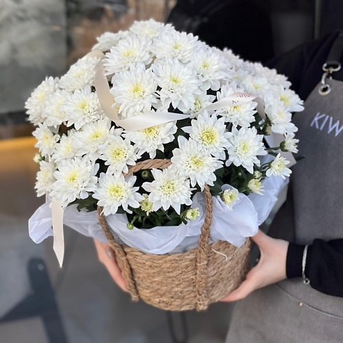 KIWIGIFTS Букет цветов живые Хризантема кустовая, Букет цветов живые Хризантема кустовая
KIWIGIFTS Букет цветов живые Хризантема кустовая, Букет цветов живые Хризантема кустовая