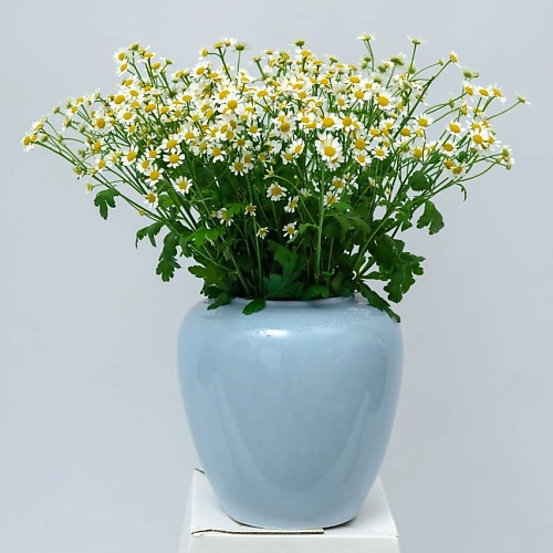 INNA FLOWERS САЛОН ЦВЕТОВ Букет из ромашек в вазе "Летнее утро", Букет из ромашек в вазе "Летнее утро"
INNA FLOWERS САЛОН ЦВЕТОВ Букет из ромашек в вазе "Летнее утро", Букет из ромашек в вазе "Летнее утро"