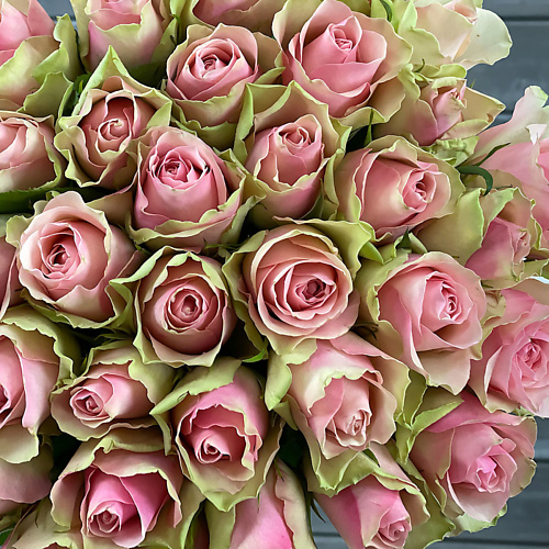 БУКЕТ МАРКЕТ ДАРИТЕ С УДОВОЛЬСТВИЕМ Букет из 21 зелено-розовой Кенийской розы в шляпной коробке, Букет из 21 зелено-розовой Кенийской розы в шляпной коробке
БУКЕТ МАРКЕТ ДАРИТЕ С УДОВОЛЬСТВИЕМ Букет из 21 зелено-розовой Кенийской розы в шляпной коробке, Букет из 21 зелено-розовой Кенийской розы в шляпной коробке