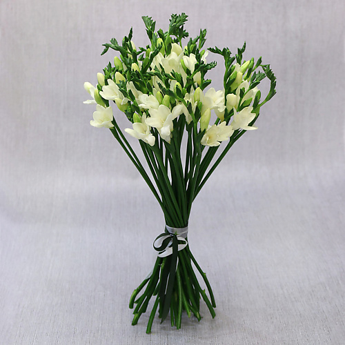 БУКЕТ МАРКЕТ ДАРИТЕ С УДОВОЛЬСТВИЕМ Букет из 35 белых фрезий, Букет из 35 белых фрезий
БУКЕТ МАРКЕТ ДАРИТЕ С УДОВОЛЬСТВИЕМ Букет из 35 белых фрезий, Букет из 35 белых фрезий