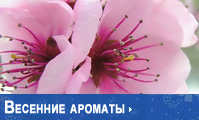 �������� �������  | �'������ - ����������