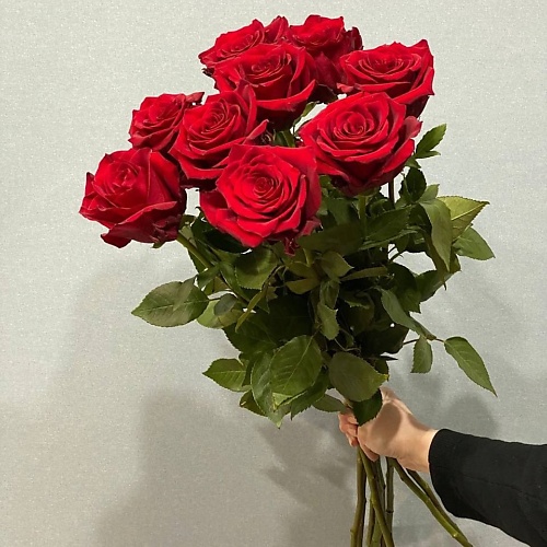 АЗАЛИЯ FLOWER PUB Роза красная Эквадор 70 сантиметров9 штук 3550₽