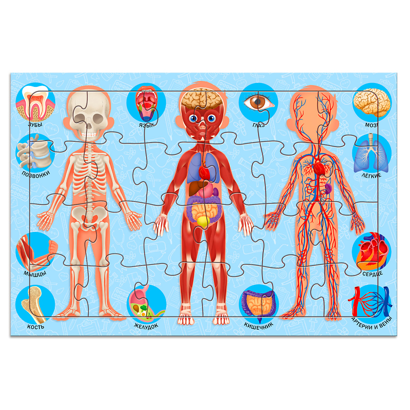 Изображение товара ГЕОДОМ Пазл листовой на подложке "Тело человека", 1 шт.