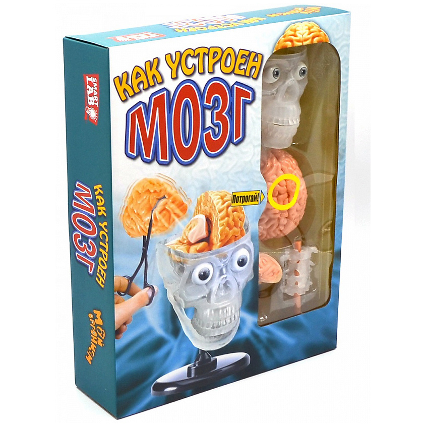 Изображение товара Набор для изучения мозга МАЭСТРО БРАВО! образовательный набор для детей и взрослых