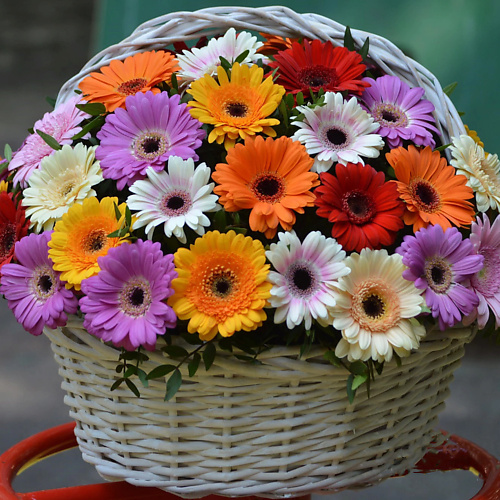 

FLORPRO Корзина «51 гербера мини в корзине», Корзина «51 гербера мини в корзине»