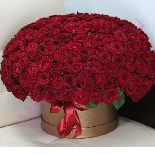 

FLORPRO 201 красная роза в шляпной коробке, 201 красная роза в шляпной коробке