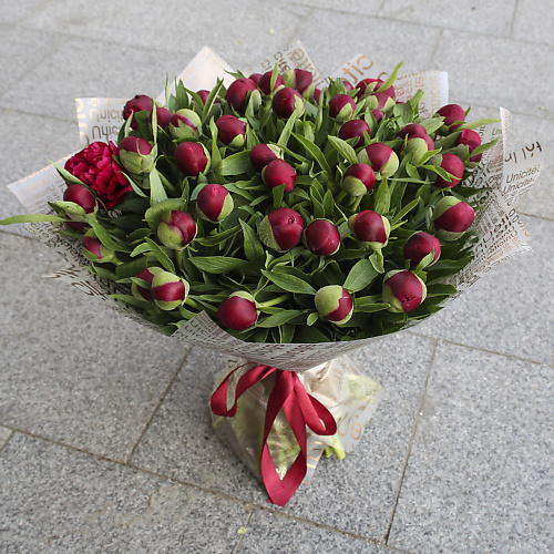 

FLORPRO 51 красный пион в дизайнерской упаковке, 51 красный пион в дизайнерской упаковке