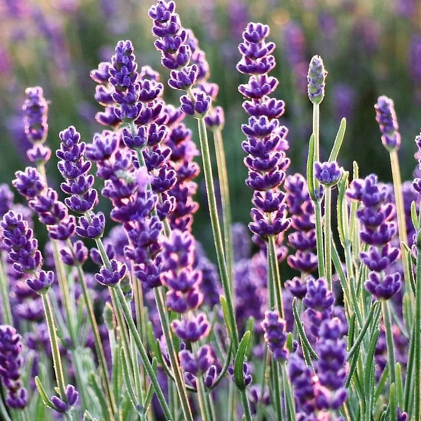 LE PETIT OLIVIER Мыло экстра нежное питательное Лаванда Lavender Soap – фото 4