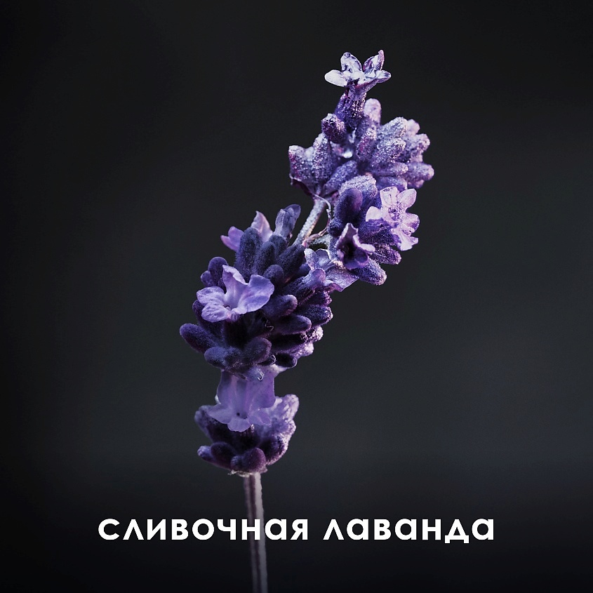 

RABANNE Phantom 100, Phantom