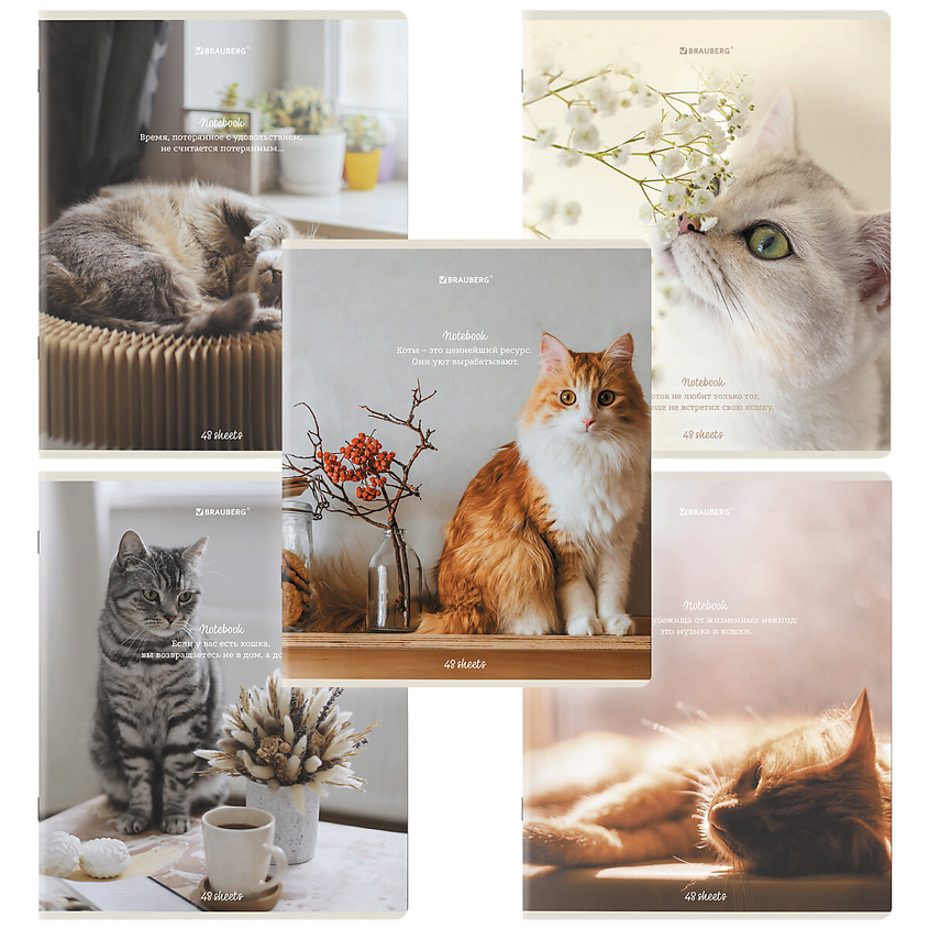 Изображение товара BRAUBERG Тетради Дэк А5 Cats, Комбинированный