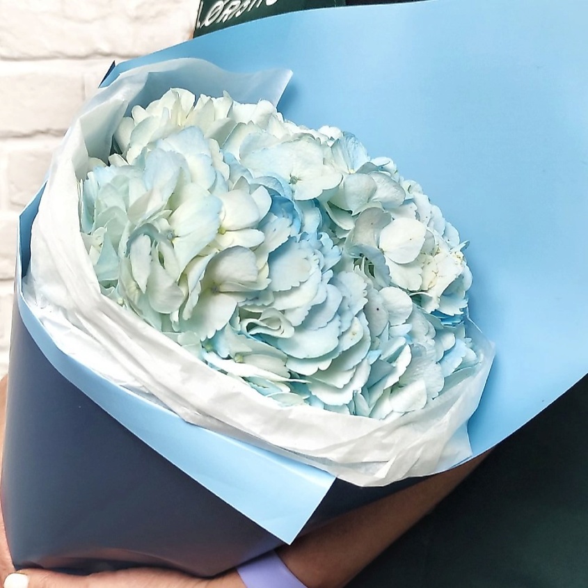 Изображение товара Букет из голубой гортензии высотой 40 см с упаковкой и уходом
