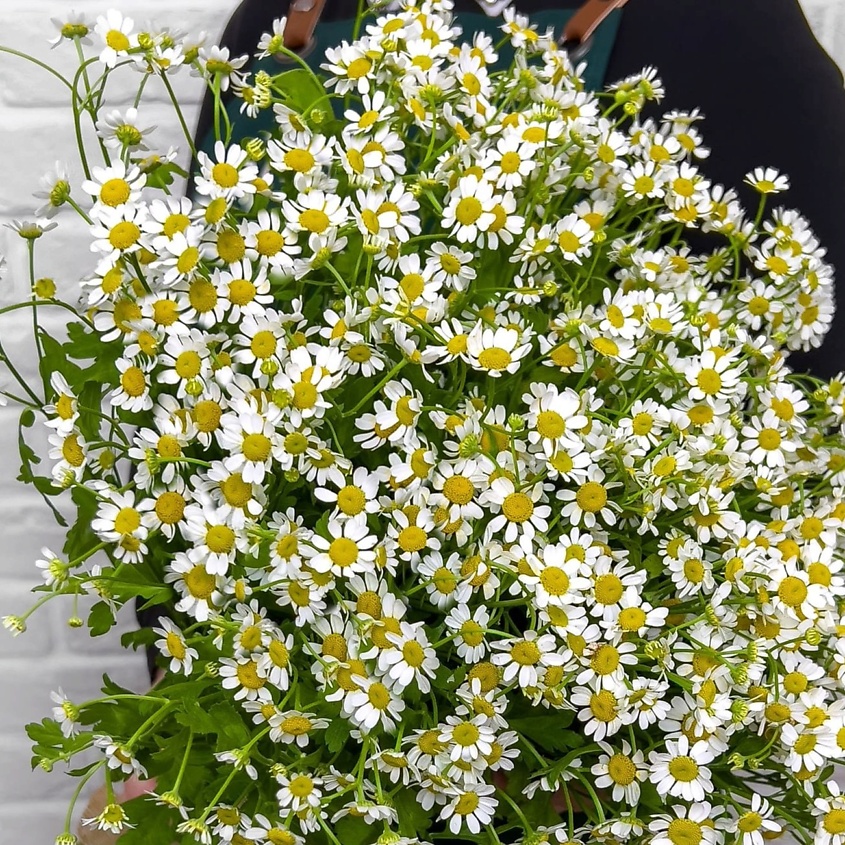 Изображение товара Букет из 15 Ромашек Летняя пора от STUDIO FLORISTIC, стильный и нежный подарок