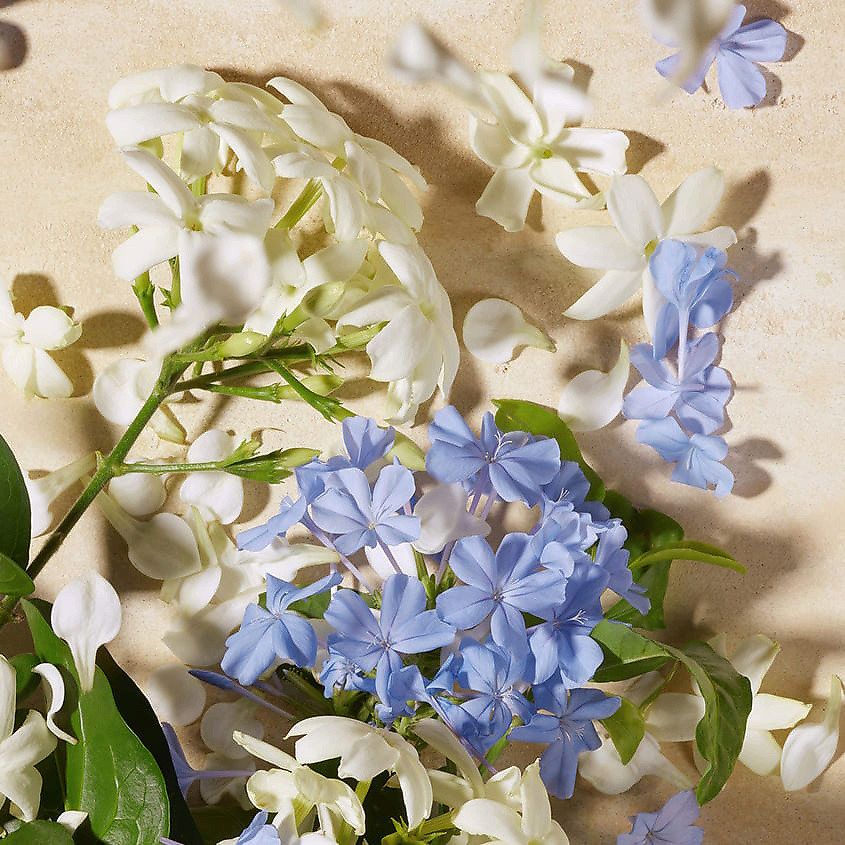 DOLCE&GABBANA Dolce Blue Jasmine, Парфюмерная вода, спрей 10 мл – фото 4