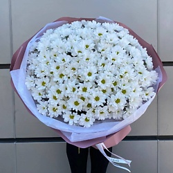 25 хризантем кустовых