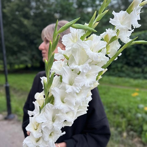 

LE BOUQUET Букет из 5 белых гладиолусов, Букет из 5 белых гладиолусов