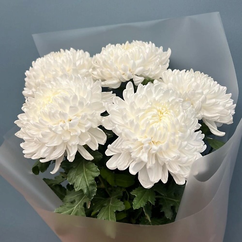 

КОЛИБРИ ЦВЕТОЧНЫЙ САЛОН Букет из 5 стойких хризантем, Букет из 5 стойких хризантем