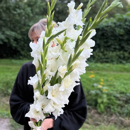 

LE BOUQUET Букет из 7 белых гладиолусов, Букет из 7 белых гладиолусов