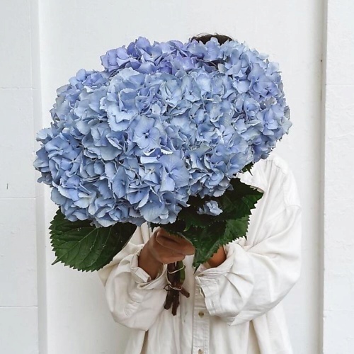 

DIVAFLORA СЕТЬ МАГАЗИНОВ СТИЛЬНЫХ БУКЕТОВ Гортензии синие букет "Бохо симфония", Гортензии синие букет "Бохо симфония"