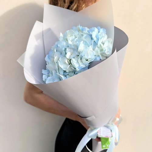 

DIVAFLORA СЕТЬ МАГАЗИНОВ СТИЛЬНЫХ БУКЕТОВ Гортензия синяя «Вдохновение», Гортензия синяя «Вдохновение»