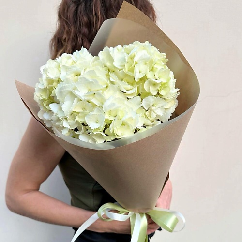 

DIVAFLORA СЕТЬ МАГАЗИНОВ СТИЛЬНЫХ БУКЕТОВ Гортензия белая «Комплимент», Гортензия белая «Комплимент»