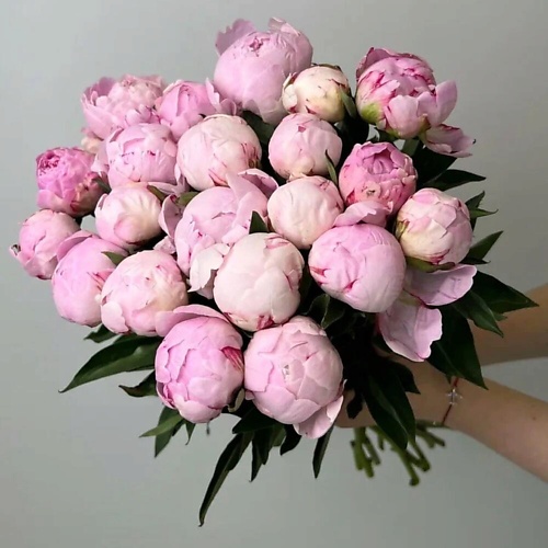 DIVAFLORA СЕТЬ МАГАЗИНОВ СТИЛЬНЫХ БУКЕТОВ Пионы букет 23шт сара бернар «Малиновый рай»