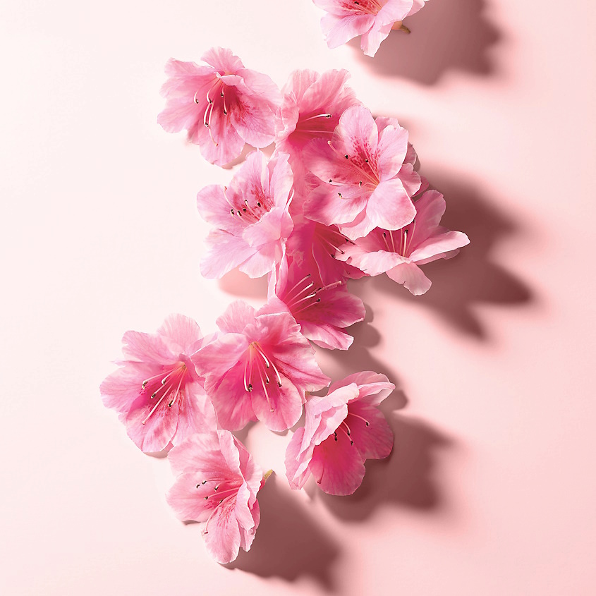 DOLCE&GABBANA L'Imperatrice Royale – фото 6