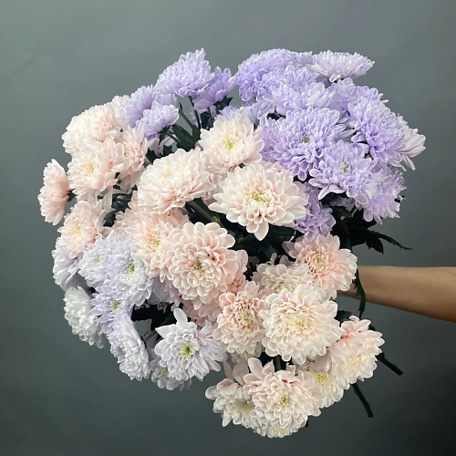 

ШАРЛАНДИЯ ГРИНЛАНДИЯ Букет из 9 хризантем Розово-сиреневых под ленту, Букет из 9 хризантем Розово-сиреневых под ленту