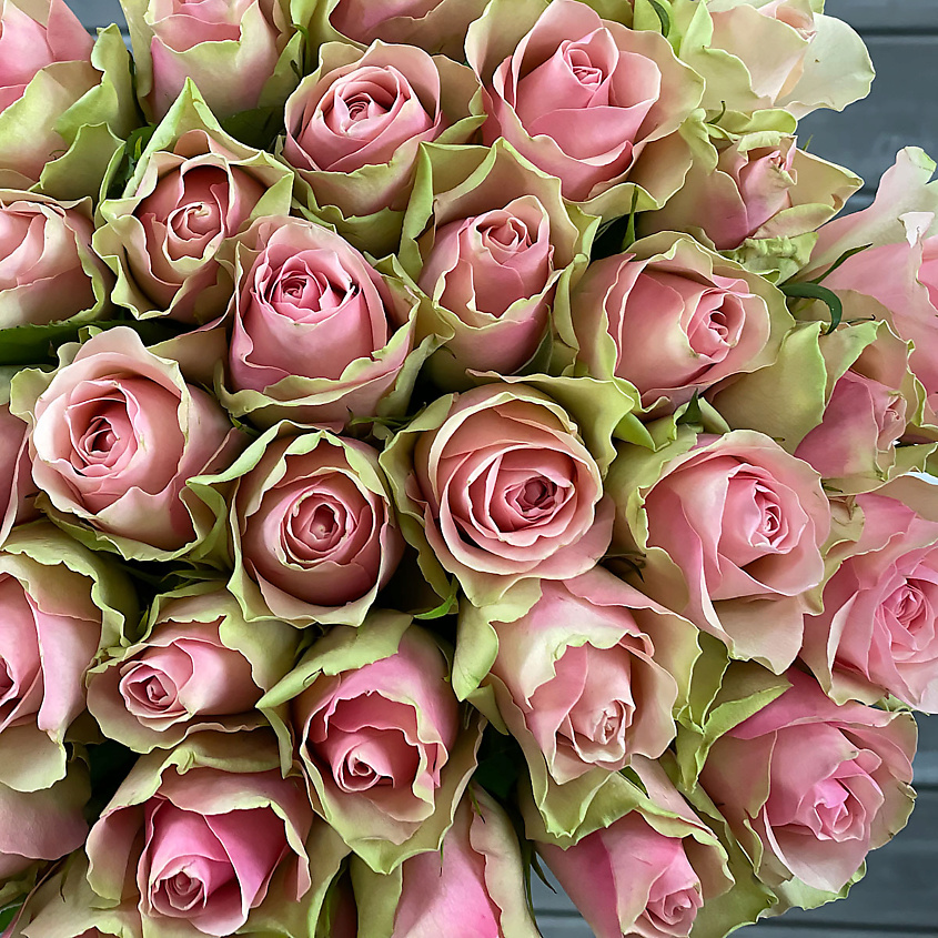 Изображение товара БУКЕТ МАРКЕТ ДАРИТЕ С УДОВОЛЬСТВИЕМ Букет из 33 зелено-розовых роз в упаковке Кения 40 см., 1 шт.