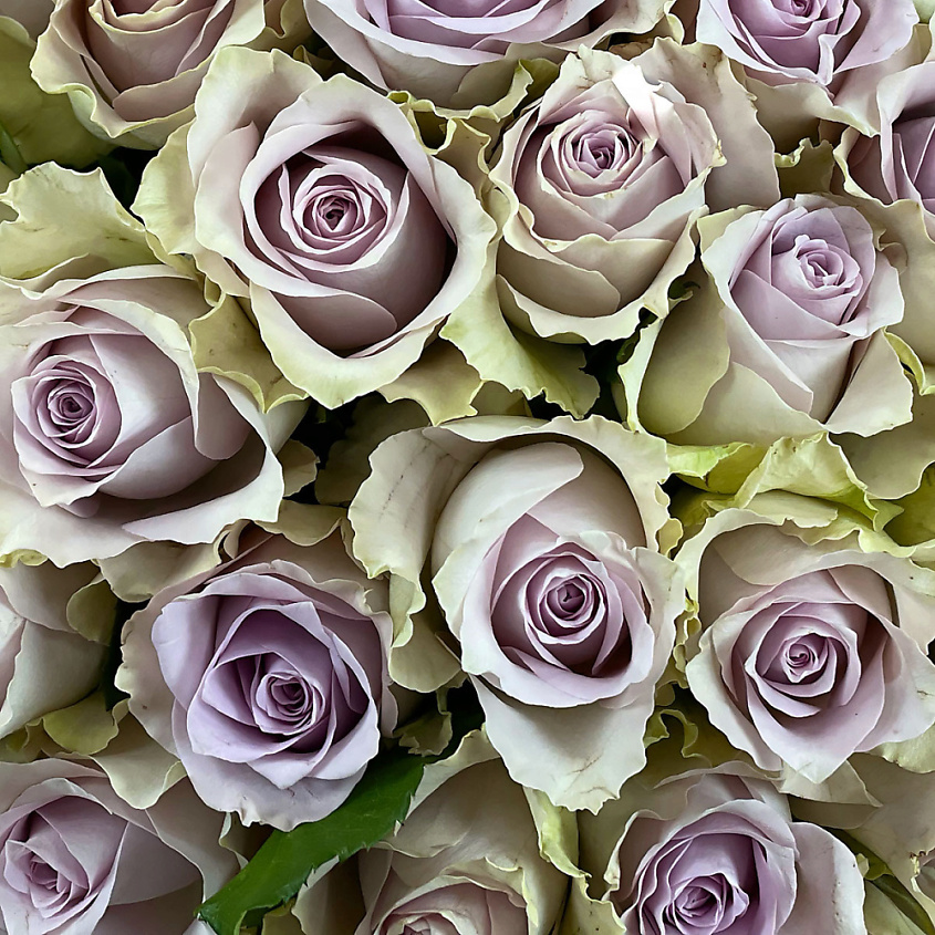 Изображение товара Букет из 39 сиреневых кенийских роз в шляпной коробке для подарка и праздников