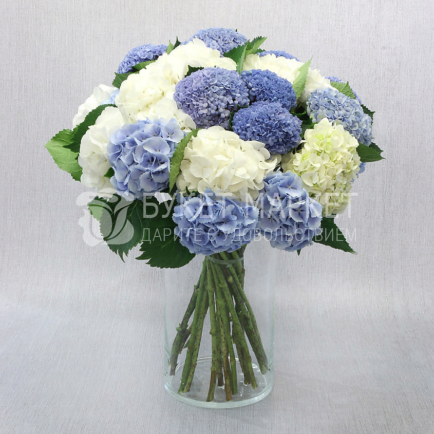 Изображение товара Букет из 25 белых и голубых гортензий