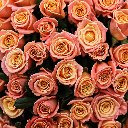 

БУКЕТ МАРКЕТ ДАРИТЕ С УДОВОЛЬСТВИЕМ Букет из 101 персиковой розы (Россия) с лентой 60 см, Букет из 101 персиковой розы (Россия) с лентой 60 см