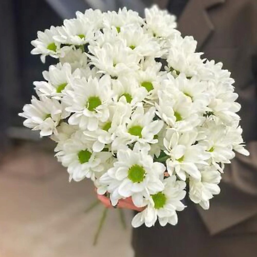 

CHALET GREEN Белая Хризантема Chic, 5 шт, Белая Хризантема Chic, 5 шт