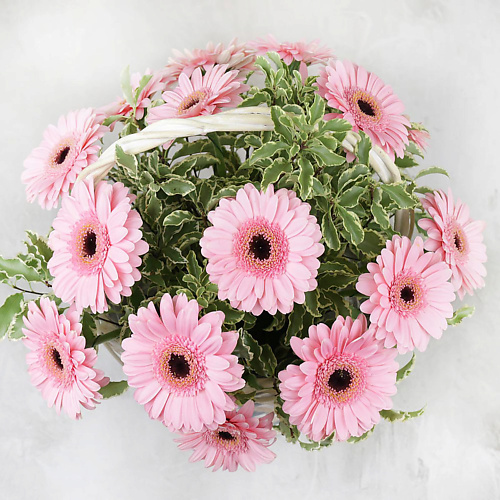 

БУКЕТ МАРКЕТ ДАРИТЕ С УДОВОЛЬСТВИЕМ Композиция из минигербер и листьев питтоспорума в корзине, Композиция из минигербер и листьев питтоспорума в корзине