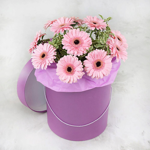 

БУКЕТ МАРКЕТ ДАРИТЕ С УДОВОЛЬСТВИЕМ Композиция из 15 минигербер в коробке, Композиция из 15 минигербер в коробке