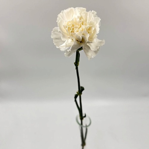 

МАЛАВИТА ЦВЕТЫ ДЛЯ ЛЮБИМЫХ Гвоздика белая, Гвоздика белая