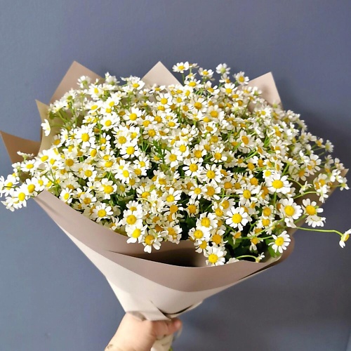 

ILE DE FLEURS Ромашки. Полевой букет. Матриакария, Ромашки. Полевой букет. Матриакария