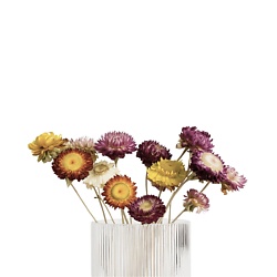 Сухоцветы для декора интерьера Helichrysum 40 см
