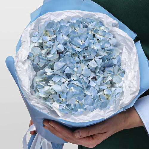Букет живых цветов STUDIO FLORISTIC Букет из Гортензии Голубая гортензия