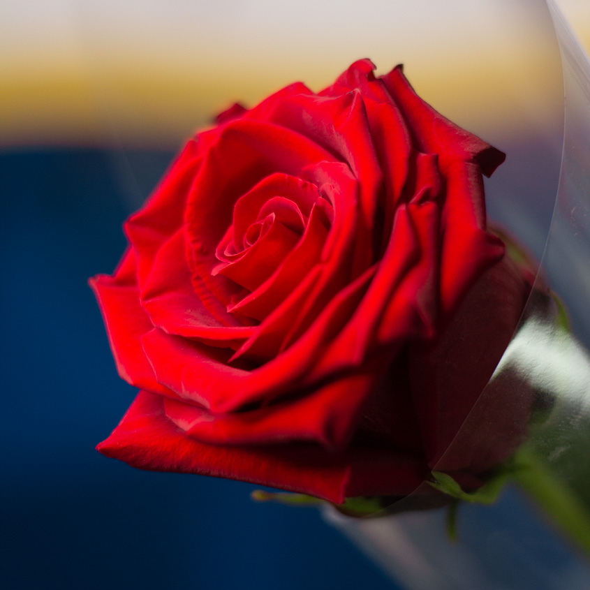 

LetuFlowers Признание