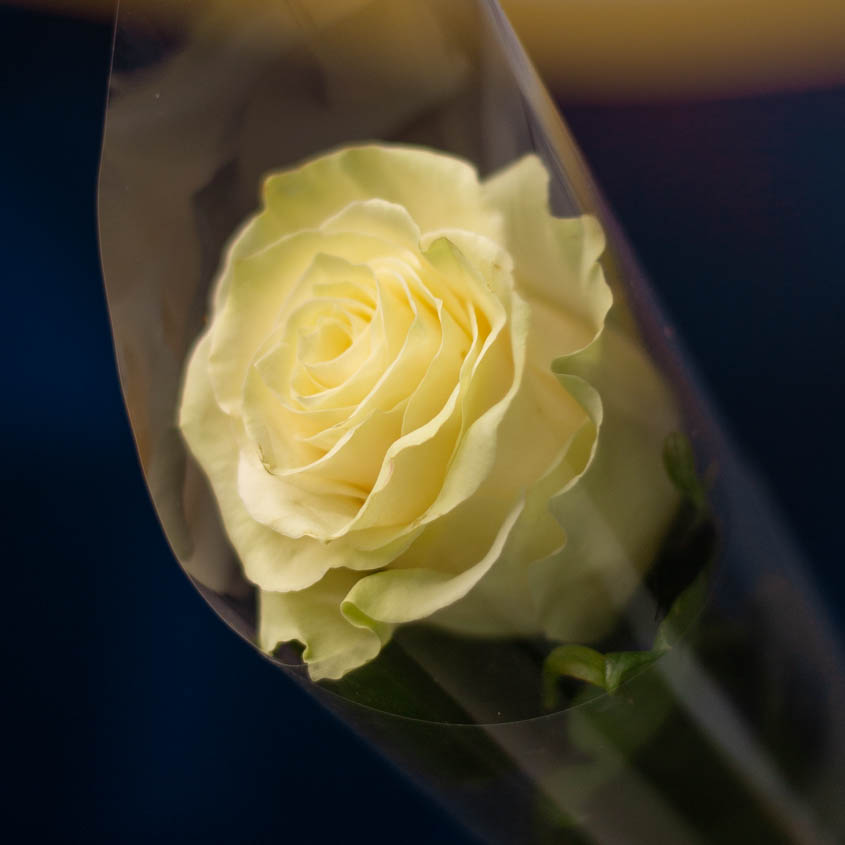 

LetuFlowers Светлый сон