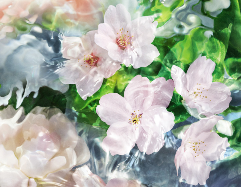 aqua allegoria flora cherrysia eau de toilette