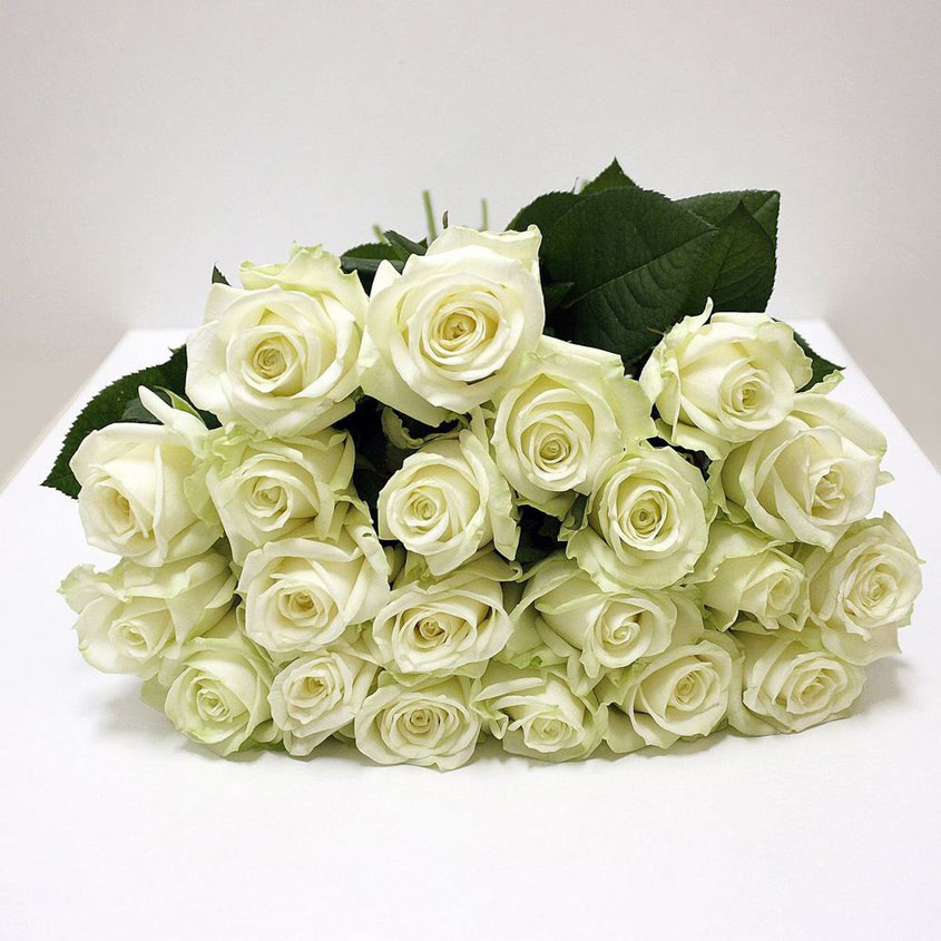 21 Белая роза 50 см